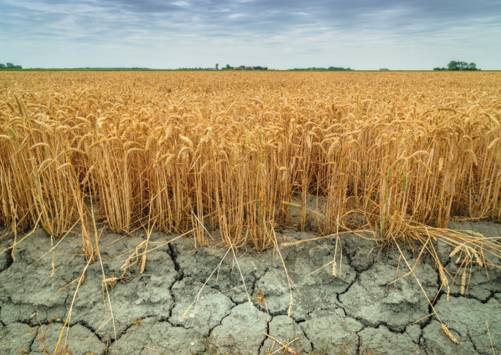 Crops affected by western droughts